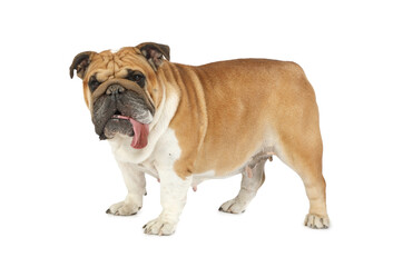 Obraz premium English bulldog with its tongue hanging out stands on a white background