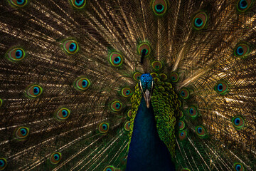 PAVO REAL CLOSE UP