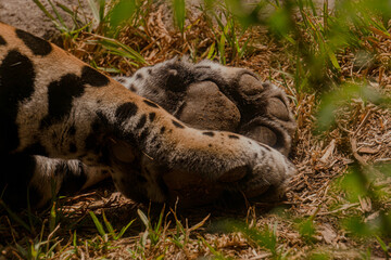 Huellas de jaguar © KarlaMarina