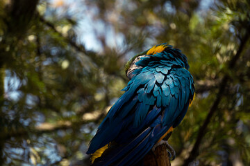 Guacamayo azul acicalándose las plumas