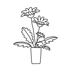 Potted gerbera or chamomile sketch. Vector indoor flower in a pot. Doodle black and white outline illustration of a plant