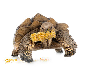 African spurred tortoise in studio