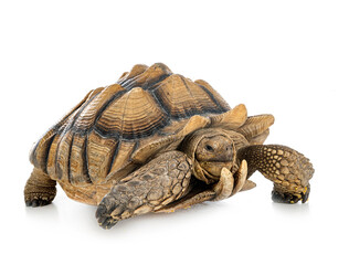 African spurred tortoise in studio