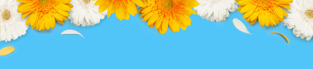 Colorful gerbera flowers over blue