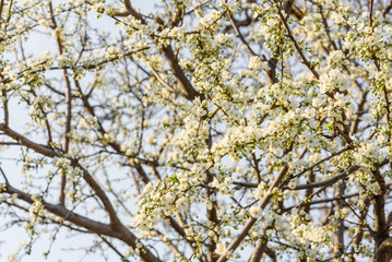 Plum blossom tree in a country garden near a country house