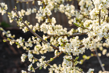 Plum blossom tree in a country garden near a country house