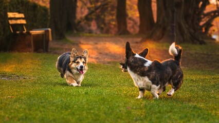 Dwa psy rasy corgi w czasie zabawy w parku w porannym słońcu