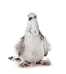 Frillback pigeon in studio