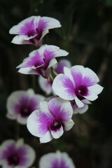 Naklejka na ściany i meble Purple and white orchids in Thailand