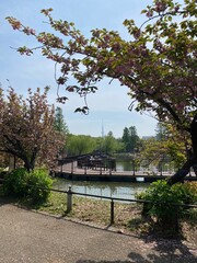The pond and the city of Tokyo, with full greenery, spring year 2022, Ueno park &ldquo;Shinobazu pond&rdquo;, April
