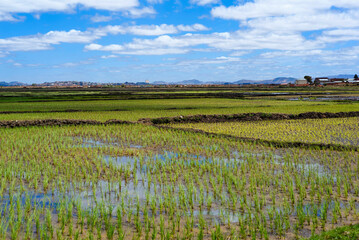 Fototapeta premium Rizières à Madagascar