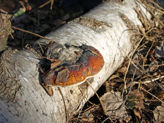 Red wood mushroom chaga on a fallen tree in the forest