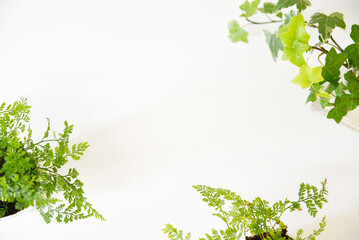 白背景　観葉植物　アップ　グリーン　フレーム　背景素材　グラフィック素材　コピースペース　ホワイトスペース