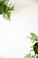 白背景　観葉植物　アップ　グリーン　フレーム　背景素材　グラフィック素材　コピースペース　ホワイトスペース