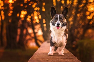Pies rasy corgi cardigan w parku w porannym słońcu © Michal45