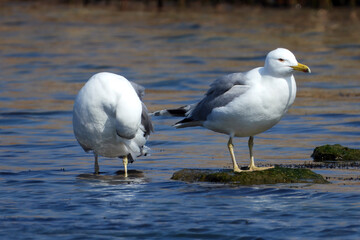 A pair of seagulls on the seashore