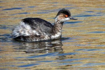 Black-necked grebe in the sea