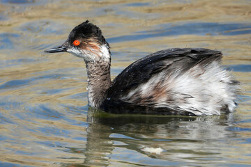 Black-necked grebe in the sea