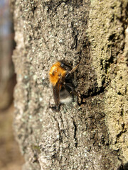 A sleepy bumblebee basks on the trunk of a tree