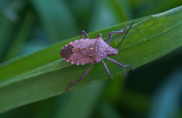 A brown beetle on a plant leaf
