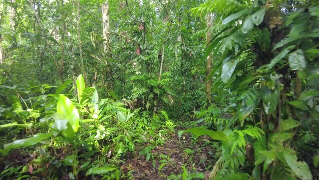 wild amazon rainforest jungle. Deep into the tropical forest.