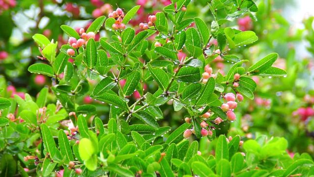 Bengal Currants or Carandas is red fruit on a background of green foliage with water drops. Selective focus