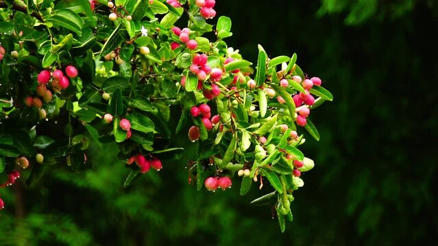 Bengal Currants or Carandas is red fruit on a background of green foliage with water drops. Selective focus