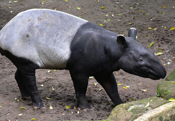 Fototapeta premium Close up of the Asian Tapir, Tapirus indicus