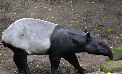 Close up of  the Asian Tapir, Tapirus indicus