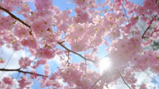 Blooming flowers sakura tree in spring video 4k.