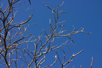 Branch tree without leaf on blue sky. A nature of winter trees without leaves after autumn season.