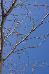Branch tree without leaf on blue sky. A nature of winter trees without leaves after autumn season.