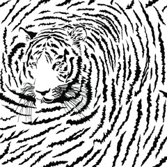 Seamless background Tiger, Latin Panthera tigris tigris - 500180125
