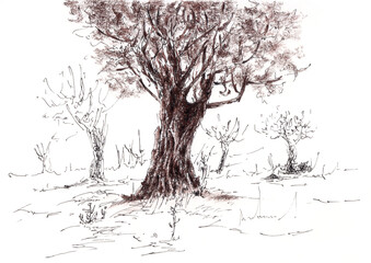 Landscape with olive tree. Ink and sepia on paper.