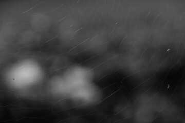 クモの巣　モノクロ