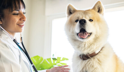 Female veterinarian examining a dog in her office