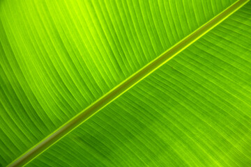Palm leaves texture. Tropical leaf texture background. Green close up leaf structure.