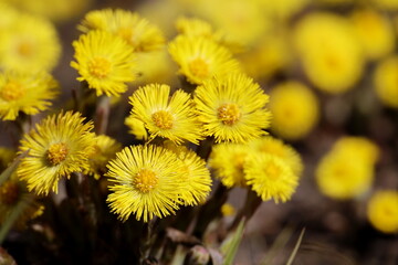 Coltsfoot flowers in spring forest. Blooming mother and stepmother at april