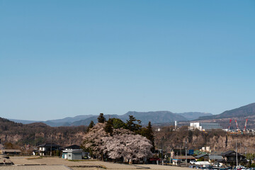 Fototapeta na wymiar 晴れた日に撮影した桜と棚田と山々