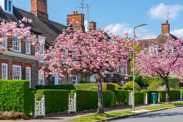 Beautiful cherry blossom line a residential street in Hampstead Garden Subarb, London, UK