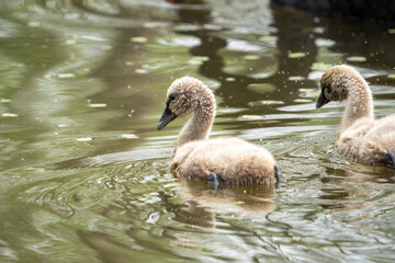 Close-up of a baby black swan swimming in a beautiful pond