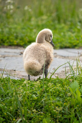 Close-up of a baby black swan sitting in the grass