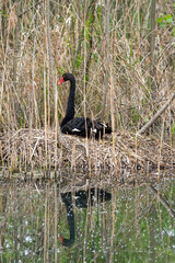 Close-up of a majestic black swan swimming in a beautiful nest
