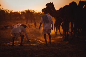 Festival Camel in Nagaur 