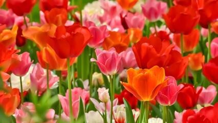 美しいチューリップの花