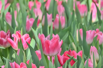 美しいチューリップの花