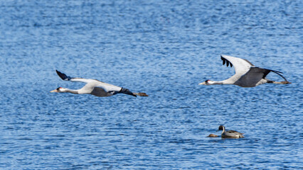 Fototapeta na wymiar cranes (grus grus) flying over the swedish lake hornborgasjön in april