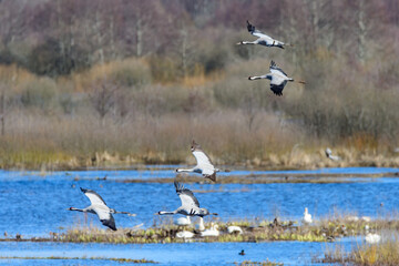 cranes (grus grus) flying over the swedish lake hornborgasjön in april