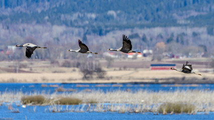 cranes cranes (grus grus) flying over the swedish lake hornborgasjön in april