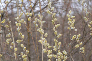 Goat Willow - Salix caprea in bloom early spring